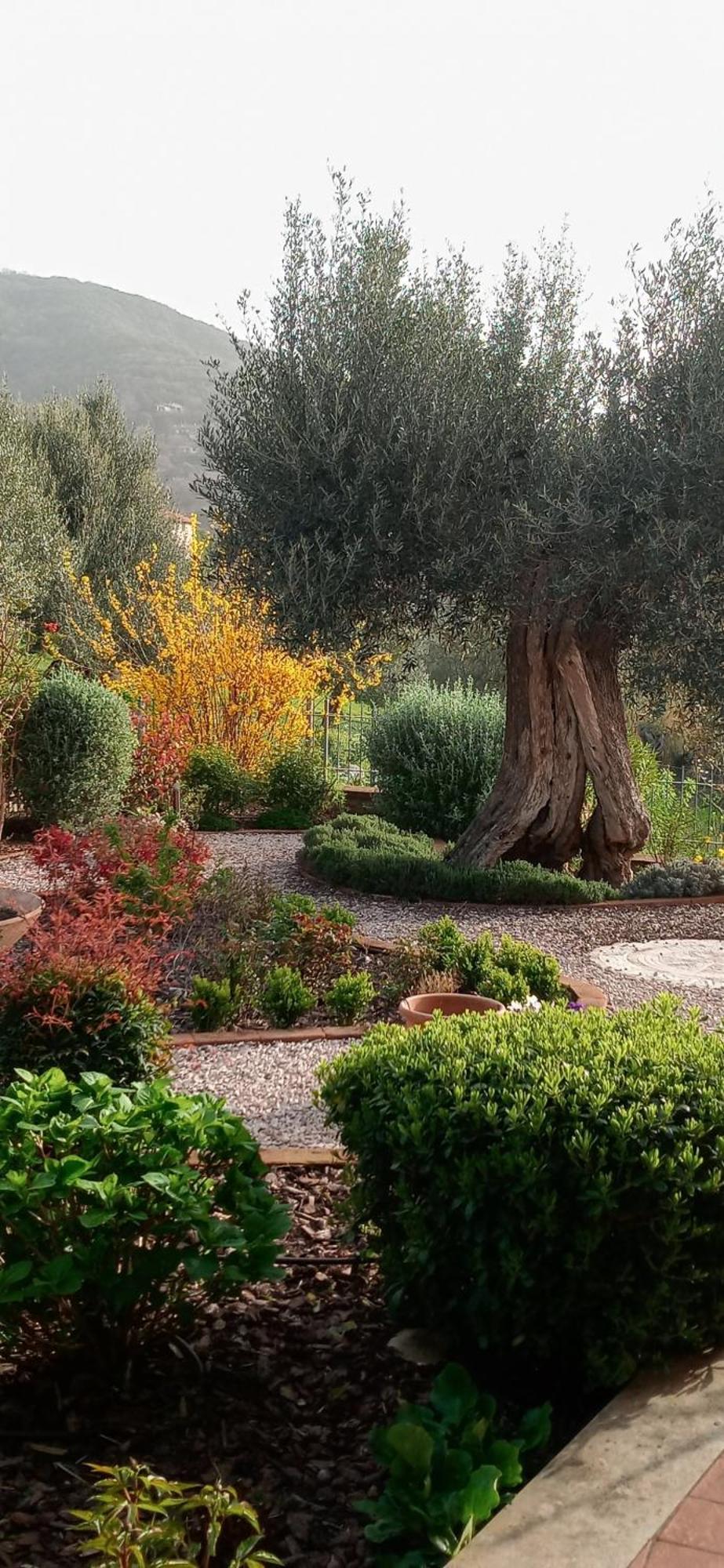 Hotel Olivo Bonsai Passignano sul Trasimeno Zewnętrze zdjęcie